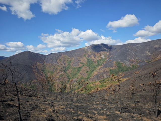 Investigadores de la ULE revelan el “cóctel de factores ambientales” que generó el récord de incendios de 2025 con más de 500.000 has. afectadas