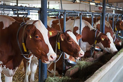 España modificará la normativa reguladora de los contratos de producción en el sector lácteo