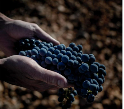 La DOP Valtiendas, exclusiva de Segovia, se incorpora a AVOCyL, reforzando la representación de los vinos con origen en Castilla y León