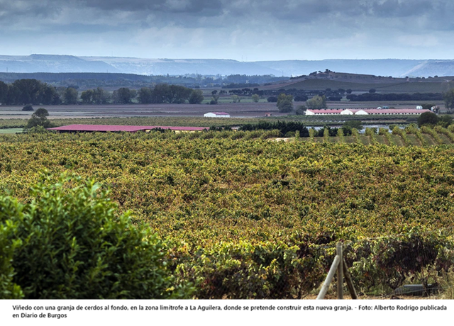 "Papanatismo" entre granjas de porcino y bodegas de Ribera del Duero, este conflicto estéril para Castilla y León exige soluciones