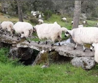 La Feria Churra de Palencia refuerza su compromiso social con la raza ovina y con su nuevo público
